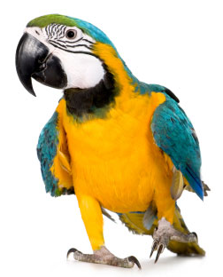 Parrot